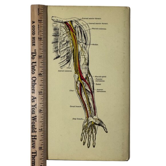 The Concise Grays Anatomy Book by C.H. Leonard AM MD Chartwell Books 1983  Omega - Picture 5 of 16